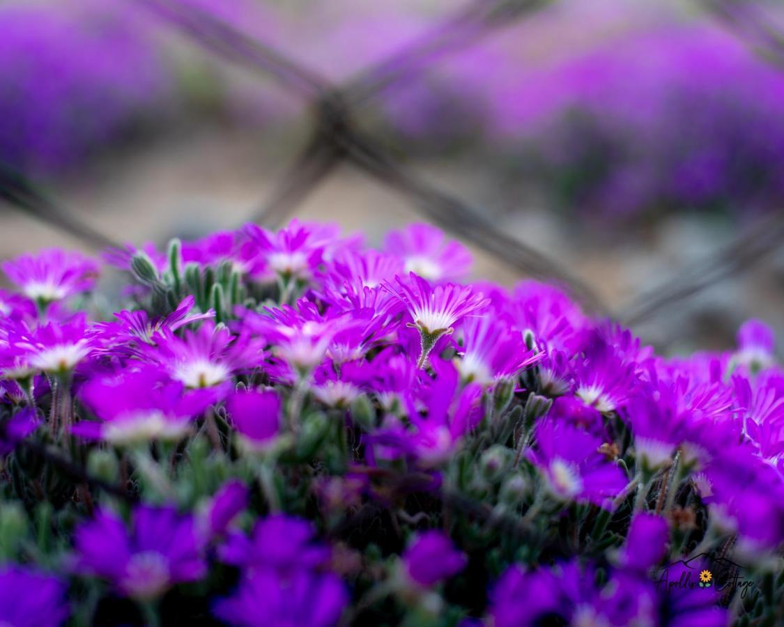 Apollis Cottage Springbok Dış mekan fotoğraf