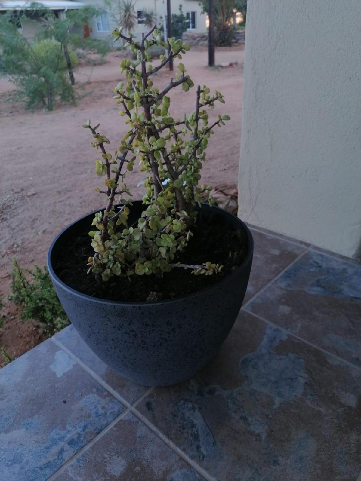 Apollis Cottage Springbok Dış mekan fotoğraf